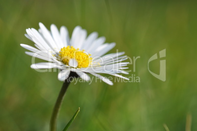 Gänseblümchen