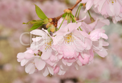 Blüten der Zierkirsche