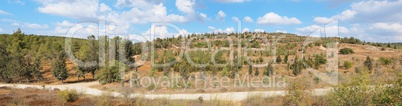 Empty hiking trail among low hills with pinetrees