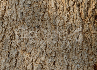 Tree bark texture