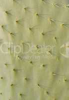 Cactus texture