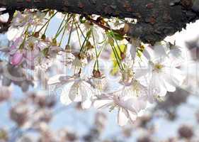 Kirschblüten
