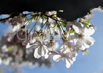 Kirschblüten