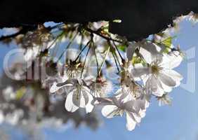 Kirschblüten
