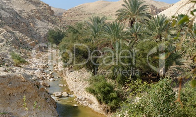 Wadi Qelt or Nahal Prat creek in Judean Desert near Jericho  in spring