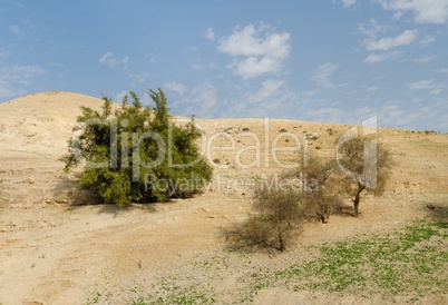 Several trees on the hill in the desert in spring
