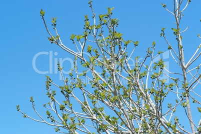 Small green figs ang young leaves on the tree against the sky in spring