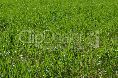 Green grass texture