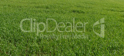 Green grass texture