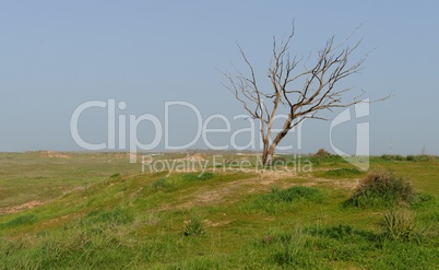 Dry tree at the edge of grassy hill in spring