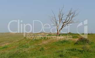 Dry tree at the edge of grassy hill in spring