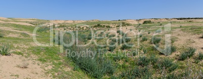 Desert covered with ephemeral plants in spring