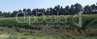 Counterlight view of a green hill covered with grass and bushes