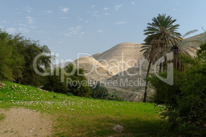 Oasis in Judean Desert at Wadi Qelt near Jericho in spring