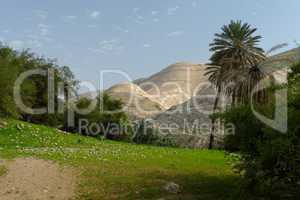 Oasis in Judean Desert at Wadi Qelt near Jericho in spring