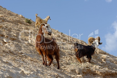 herd of goats on rocky hillside in the desert in Wadi Qelt near Jericho