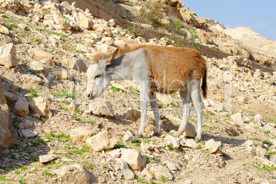 Yellow and white donkey on rocky hillside in the desert in Wadi Qelt near Jericho