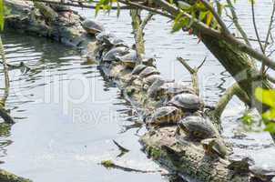 Wasserschildkröte (Chrysemys picta)