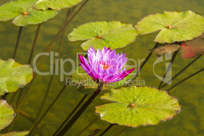 Beautiful photo of pink lotus .