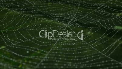 Morning dew on a spider web. animation