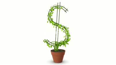 Bonsai. Dollar tree. Growth of dollar tree. Isolated.