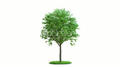Tree growth on a round green grass. Ideal isolation.  On white and black background with black and white mask.