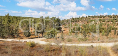 Empty hiking trail among low hills with pinetrees