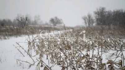 Winter Corn Field Snowfall
