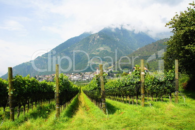 Partschins in Südtirol mit Weinberg