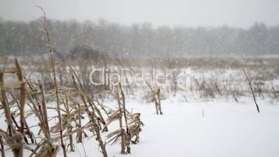 Winter Corn Field Snowfall Coming