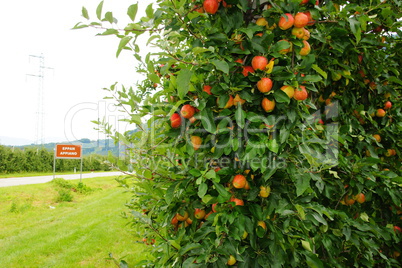 Apfelbäume an der Strasse nach Eppan