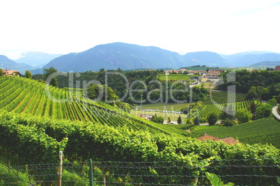 Weinlandschaft in Eppan in Südtirol