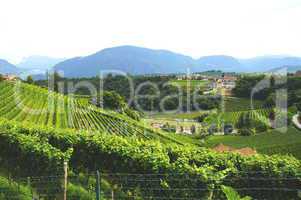 Weinlandschaft in Eppan in Südtirol