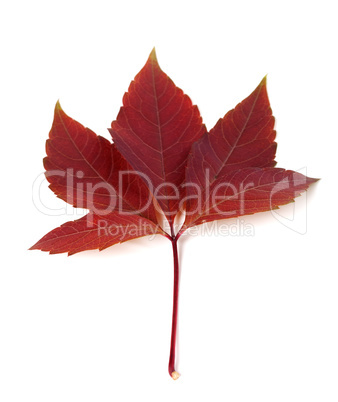 Dark-red autum virginia creeper leaf