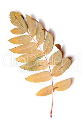 Autumn leaf of rowan isolated on white background