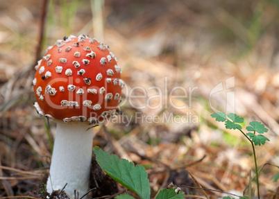 Red amanita muscaria mushroom in forest