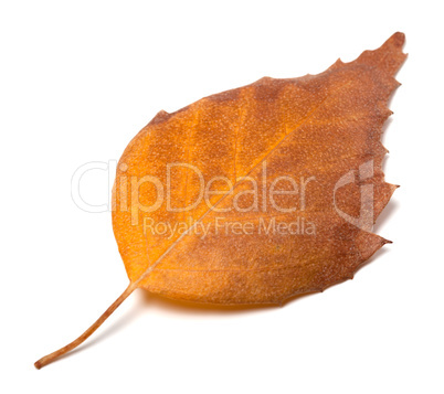 Dry autumn leaf of birch