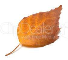 Dry autumn leaf of birch