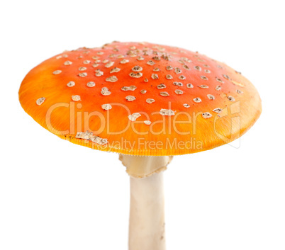 Red fly-agaric (amanita muscaria) isolated on white