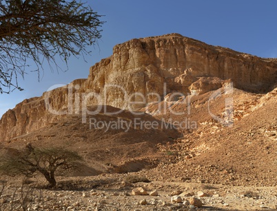 Acacia trees at the bottom of the desert hill near the Dead Sea at sunset