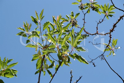 Sunlit leaves and berries of a laurel tree (laurus nobilis) on sky background