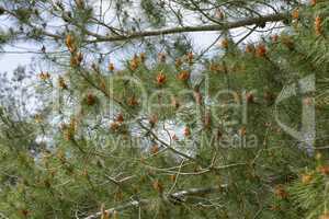 Male pollen cones (strobili) among needles on Mediterranean pine tree, shallow DOF