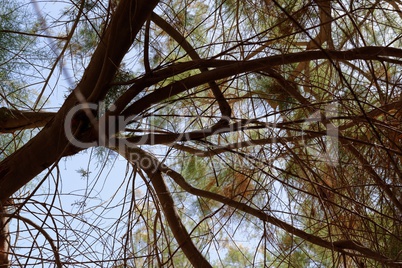 Canopy of a  tree branches leaves on sky background