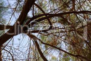 Canopy of a  tree branches leaves on sky background