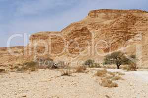 Acacia trees at the bottom of the desert valley under the striped mountains near the Dead Sea, Israel