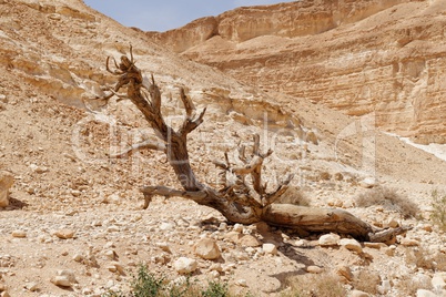 Dry tree in the desert near the Dead Sea, Israel