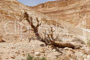 Dry tree in the desert near the Dead Sea, Israel