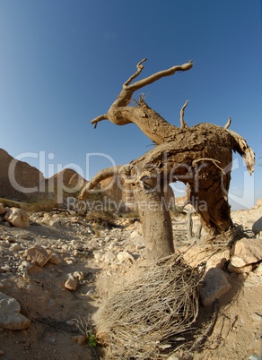 Dry tree in the desert in the shape of a walking man with horns in the desert near the Dead Sea, Israel