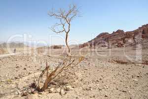 Dry acacia tree in the desert