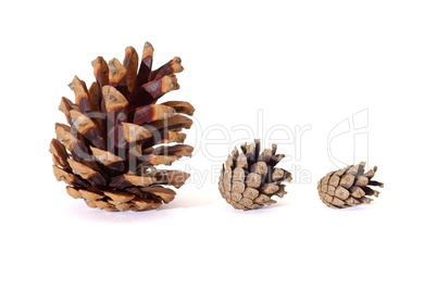 Three pine tree cones of various size isolated on white background